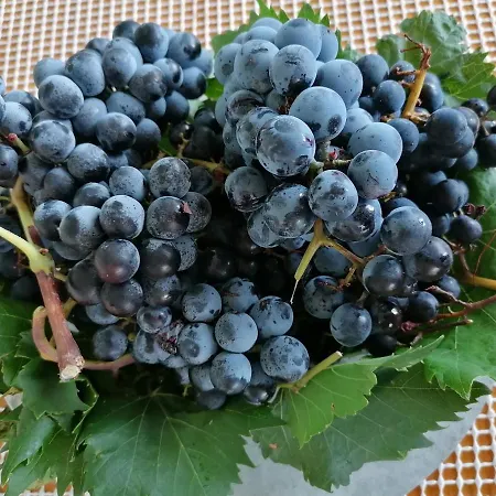 Grlic Family Croatia * Vodice