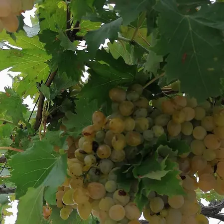 Grlic Family Croatia Vodice