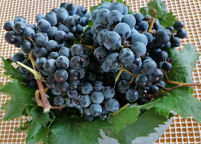 Grlic Family Croatia * ヴォディツェ