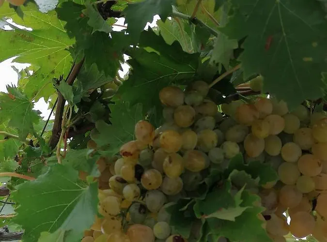 Grlic Family Croatia ヴォディツェ