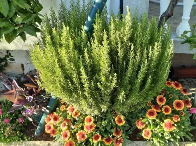 Grlic Family Croatia アパート