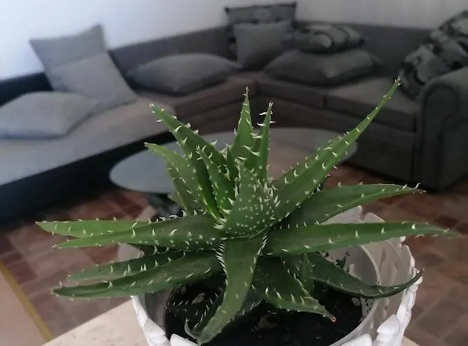 Grlic Family Croatia ヴォディツェ