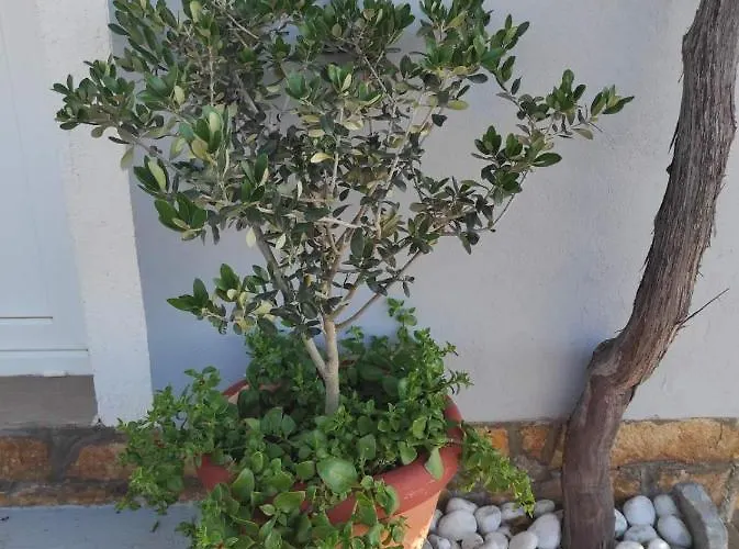 Grlic Family Croatia アパート